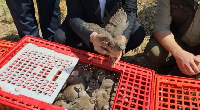 Kınalı keklikler doğaya bırakıldı